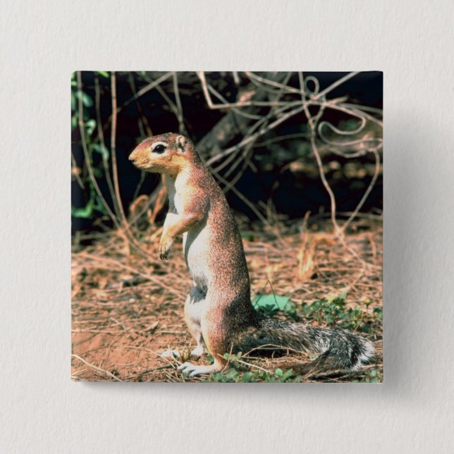 African Ground Squirrel Knapp (Framsida)