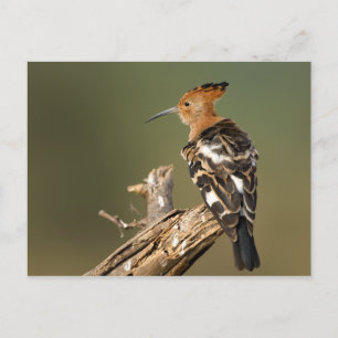 African Hoopoe Vykort
