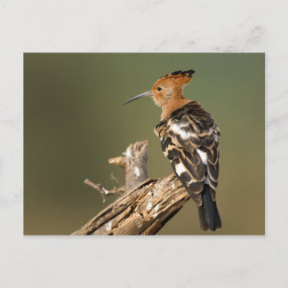 African Hoopoe Vykort
