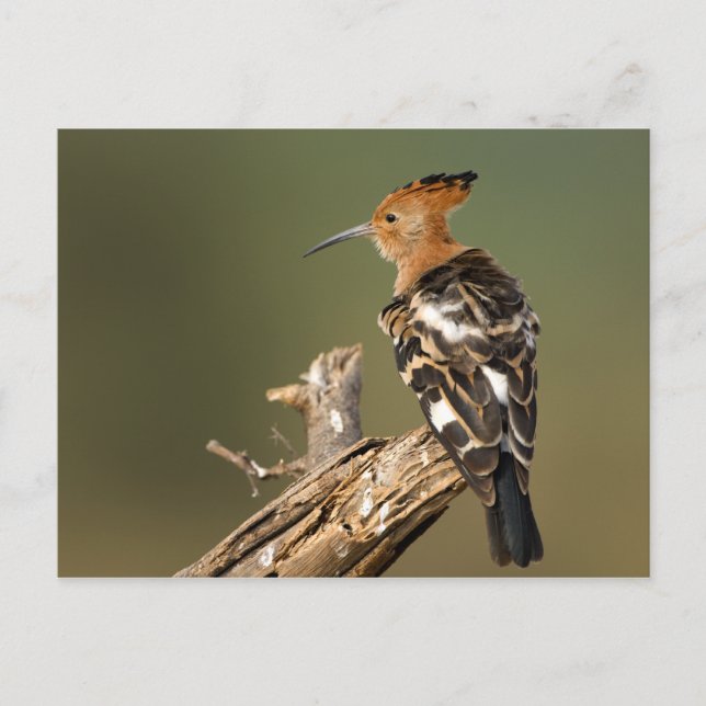 African Hoopoe Vykort (Framsida)