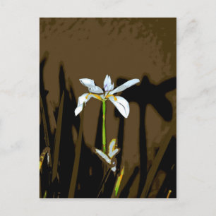 African Iris Fortnight Lily Flower Vykort