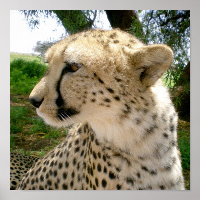 African Jungle Safari Vild katt Cheetahs Poster (Framsidan)