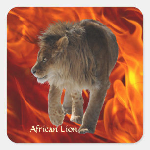 AFRICAN LEJON Big 5 Big Cat Wildlife Photo Sticker Fyrkantigt Klistermärke