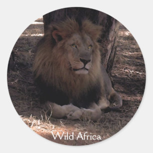 AFRICAN LEJON Big Fem Cat Wildlife Stickers Runt Klistermärke