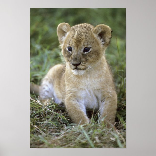 African lejon, Panthera leo), Tanzania Poster (Framsidan)
