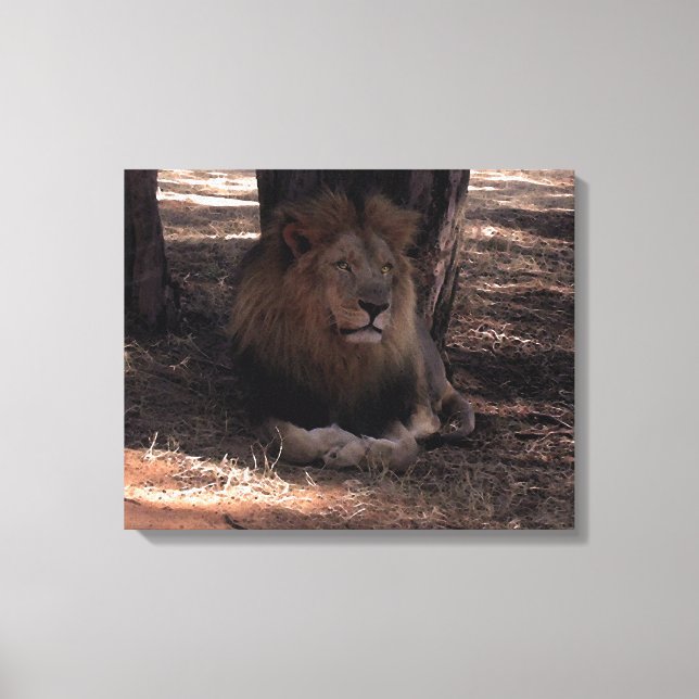AFRICAN-LEJON, stor, fem kattjolägesfoto Canvastryck (Framsida)