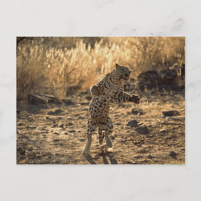 African leopard on hind legs , Namibia , Africa Vykort (Framsida)