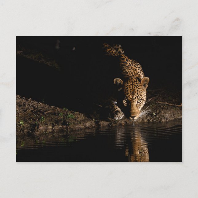 African Leopard Vykort (Framsida)