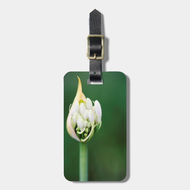 African Lily, Agapanthus Praecox, Kapstaden Bagagebricka (Vertikal Framsida)