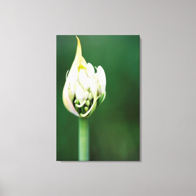 African Lily, Agapanthus Praecox, Kapstaden Canvastryck (Framsida)