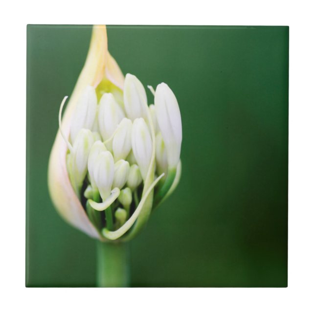 African Lily, Agapanthus Praecox, Kapstaden Kakelplatta (Framsidan)