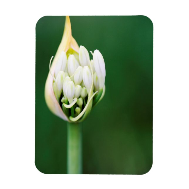 African Lily, Agapanthus Praecox, Kapstaden Magnet (Vertikal)