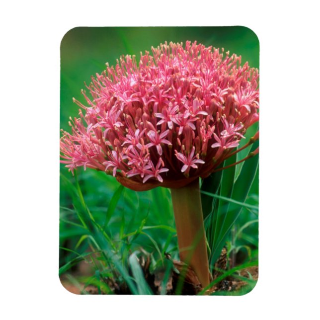 African Lily (Agapanthus Praecox), Mala Mala Mala Magnet (Vertikal)