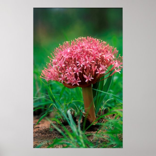African Lily (Agapanthus Praecox), Mala Mala Poster (Framsidan)