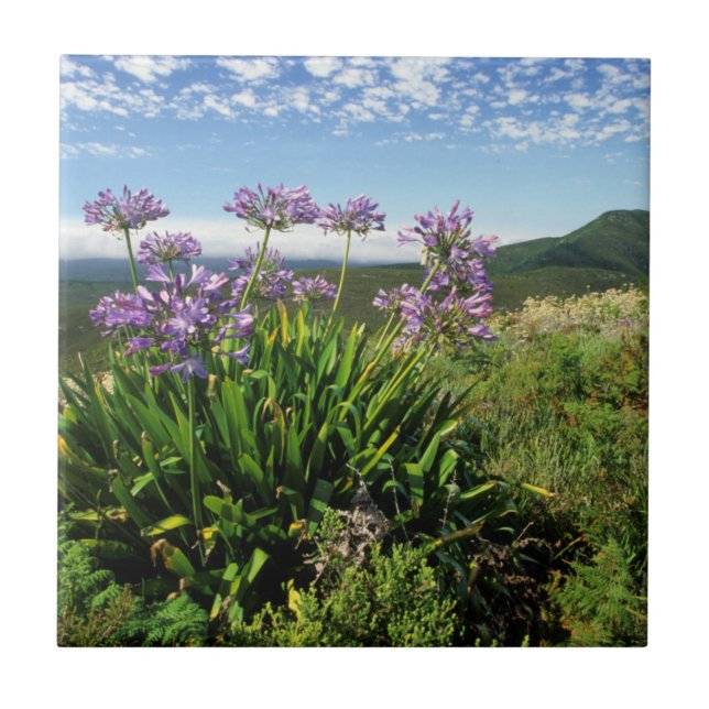 African Lily (Agapanthus praecox), Mossel Bay Kakelplatta (Framsidan)