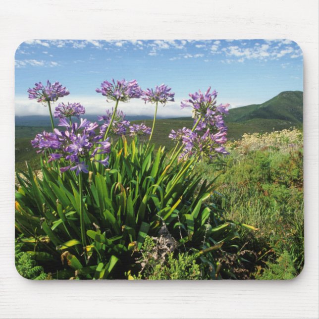 African Lily (Agapanthus praecox), Mossel Bay Musmatta (Framsidan)