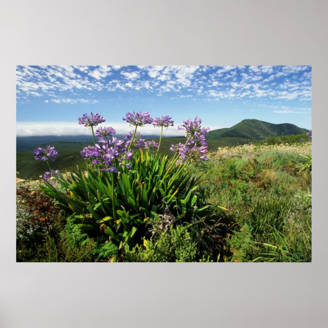 African Lily (Agapanthus praecox), Mossel Bay Poster (Framsidan)