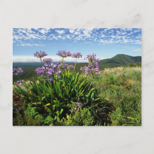 African Lily (Agapanthus praecox), Mossel Bay Vykort
