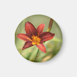 African Lily Magnet