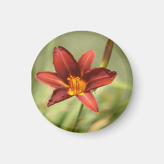 African Lily Magnet