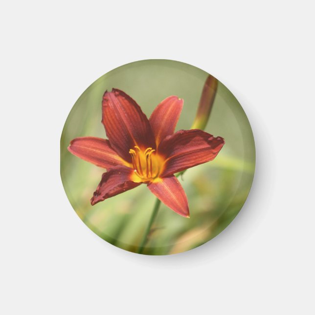 African Lily Magnet (Framsidan)