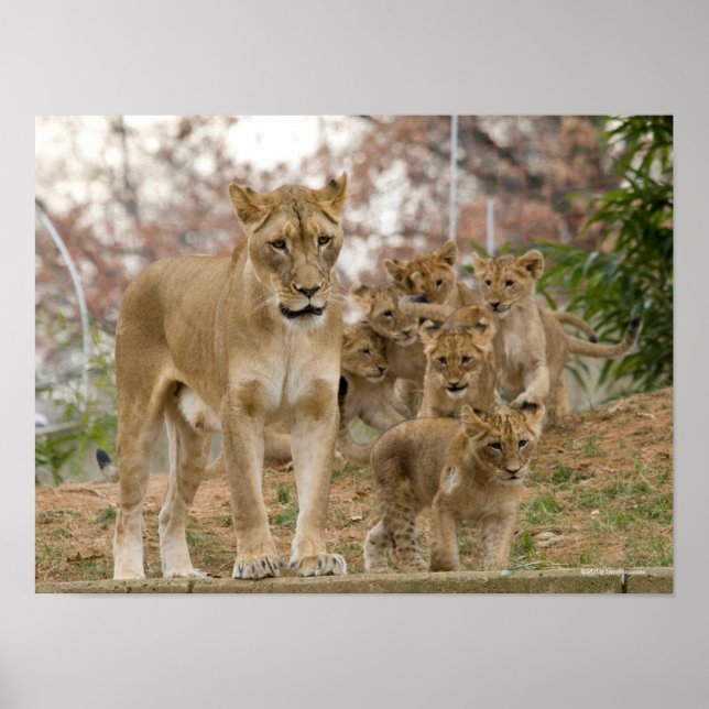 African Lion Cubs with Mother Poster (Framsidan)