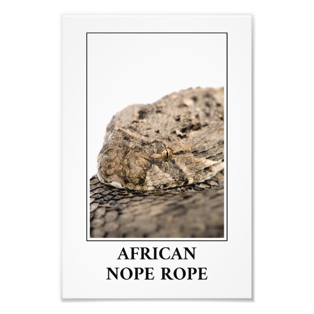 African Nope Rope - Puff Adder Snake Danger Fototryck (Framsidan)