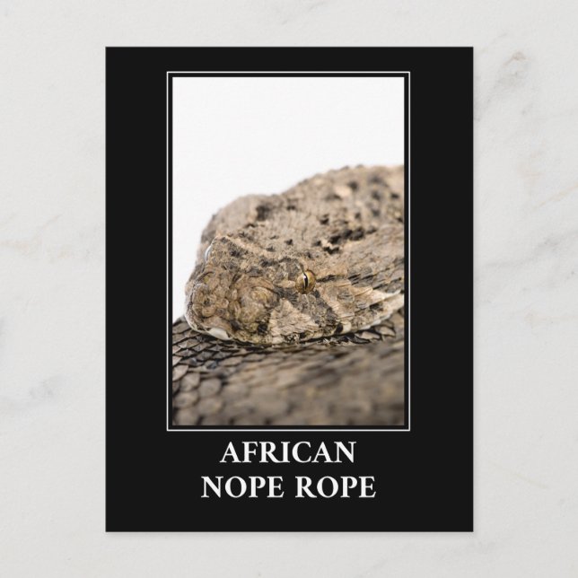 African Nope Rope - Puff adder Snake Danger Vykort (Framsida)