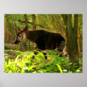 African Okapi Poster