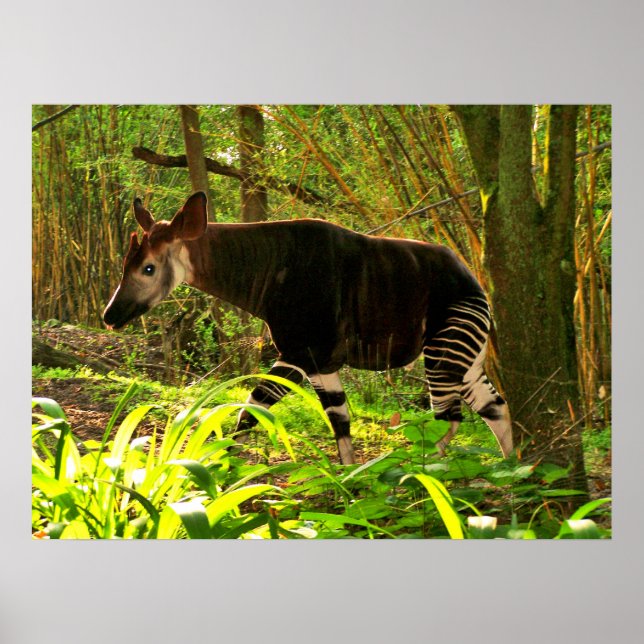 African Okapi Poster (Framsidan)