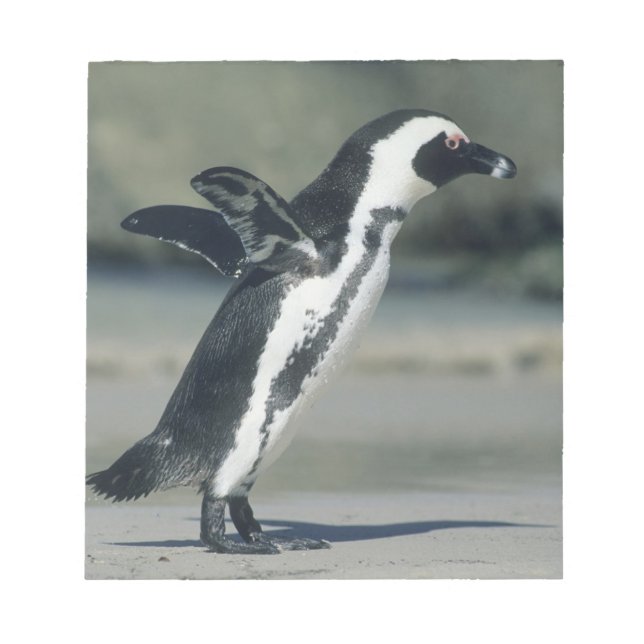 African Penguin Anteckningsblock (Framsida)