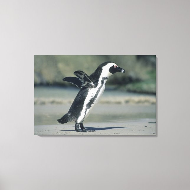 African Penguin Canvastryck (Framsida)