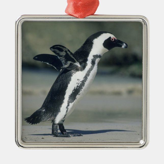 African Penguin Julgransprydnad Metall (Framsidan)