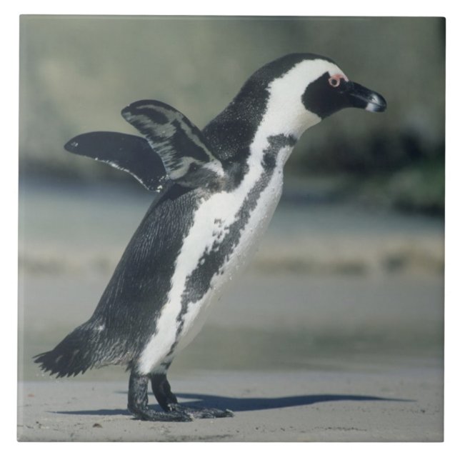 African Penguin Kakelplatta (Framsidan)