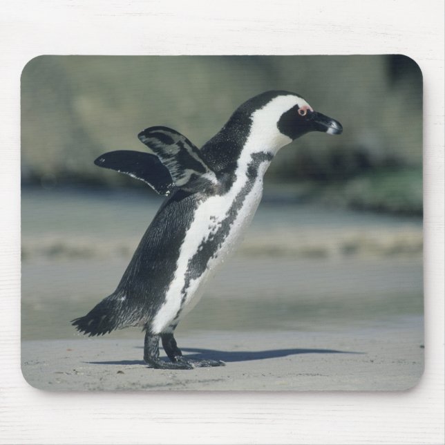 African Penguin Musmatta (Framsidan)
