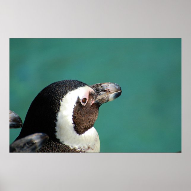 African Penguin Poster (Framsidan)