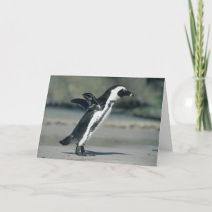 African Penguin, (Spheniscus demersus), på väg Kort