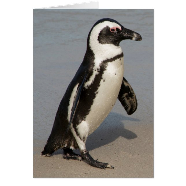 African Penguin Walking Hälsningskort (Framsidan)
