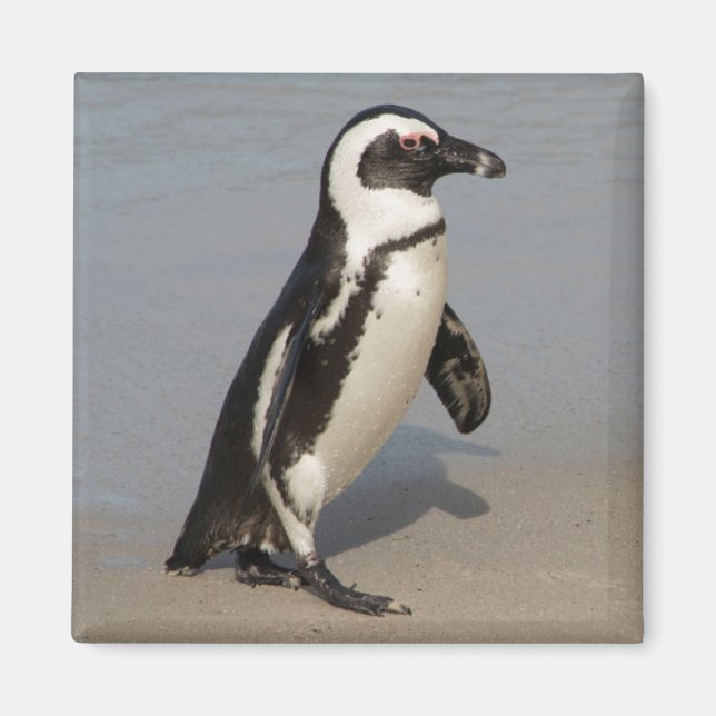 African Penguin Walking Magnet (Framsidan)