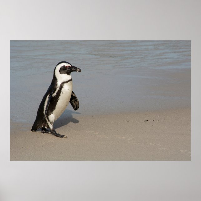 African Penguin Walking Poster (Framsidan)