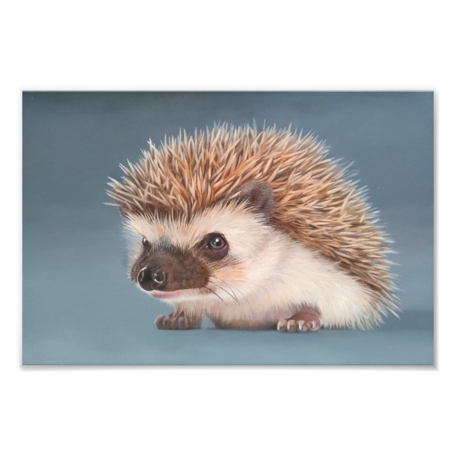 African Pigmy Hedgehog Poster (Framsidan)