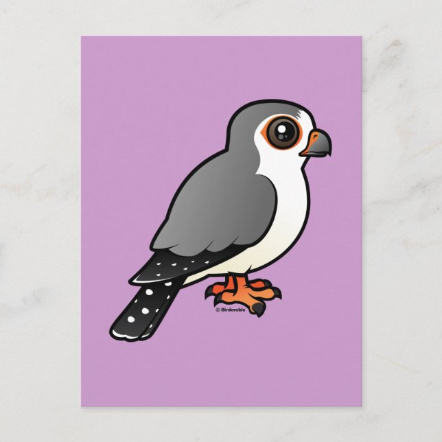 African Pygmy Falcon Vykort (Framsida)