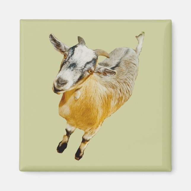 African Pygmy Goat Magnet (Framsidan)