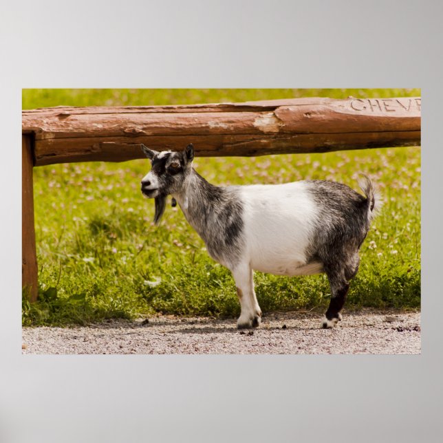 African Pygmy Goat Poster (Framsidan)