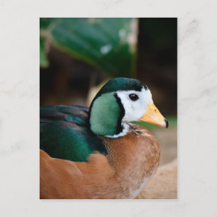 African Pygmy Goose Vykort