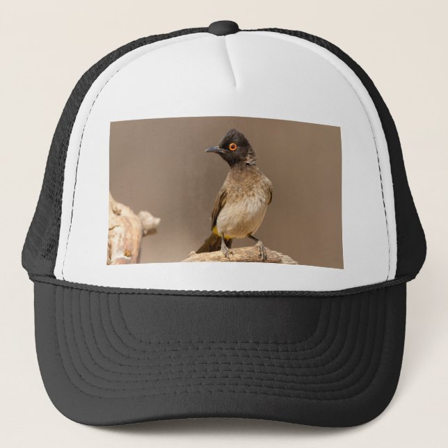 African Red-Eyed Bulbul Keps (Framsida)