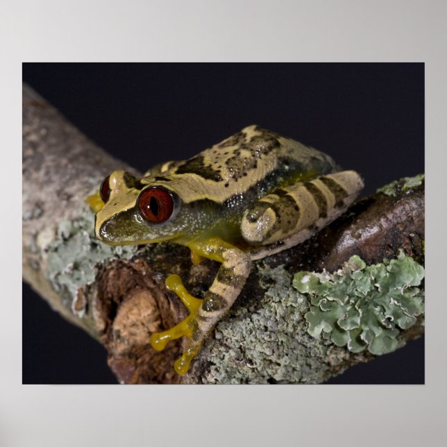 African Red Öga Treefrog, Leptopelis Poster (Framsidan)