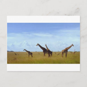 African Safari Giraffes Vykort