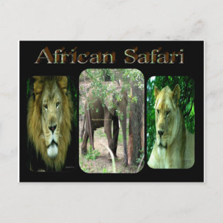 African Safari Vykort