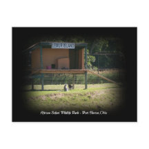 African Safari Wildlife Park Lemur Postkort